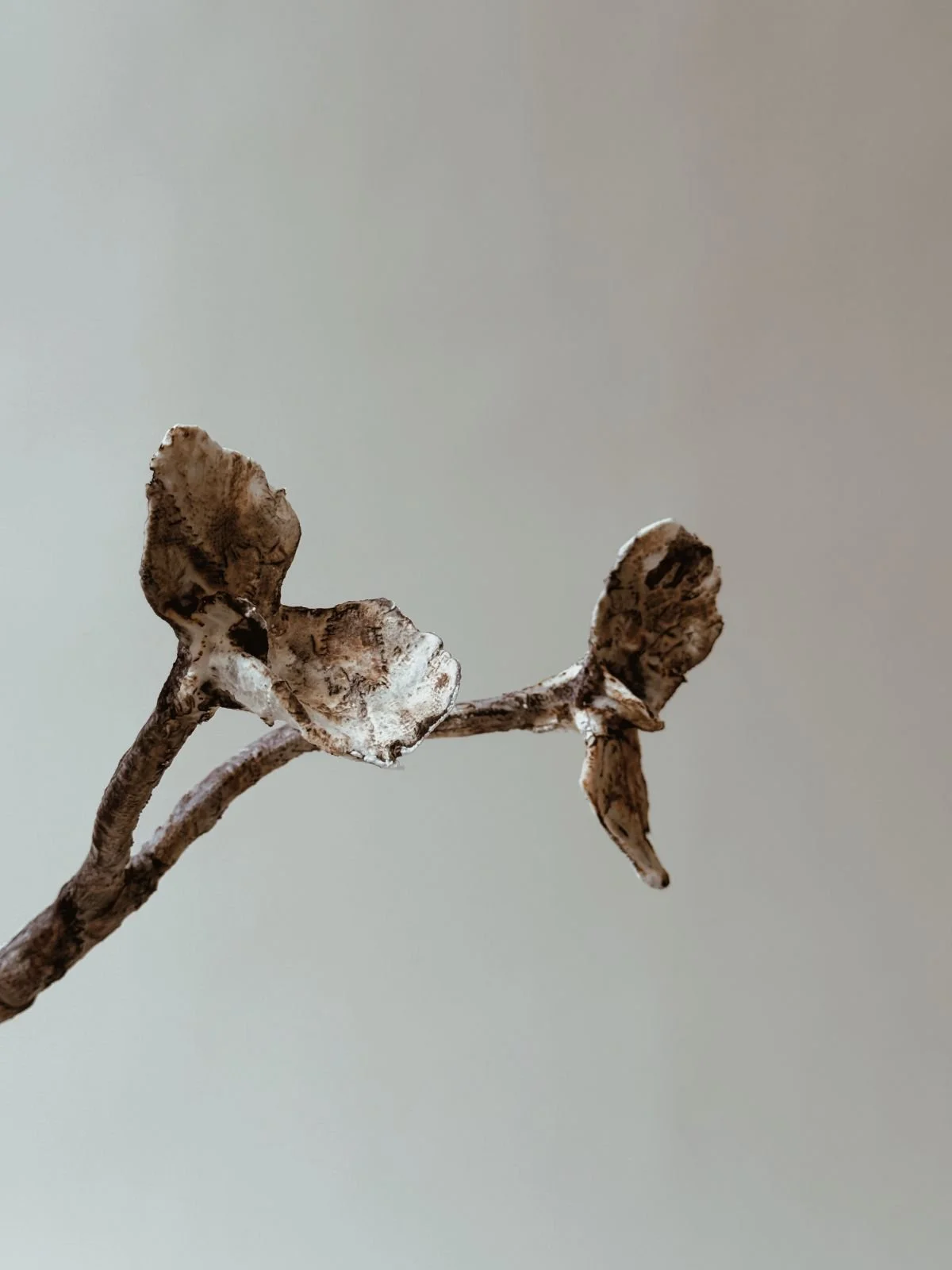 Side view of Delicate Hand Formed Flowers by Kept LA — two wax  and plaster bloom forms on branching stem showing variation in  color and posture between individual flowers
