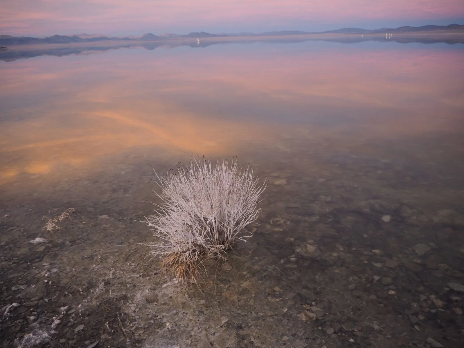 sagebrush-nature-photo-Mammoth-Lakes