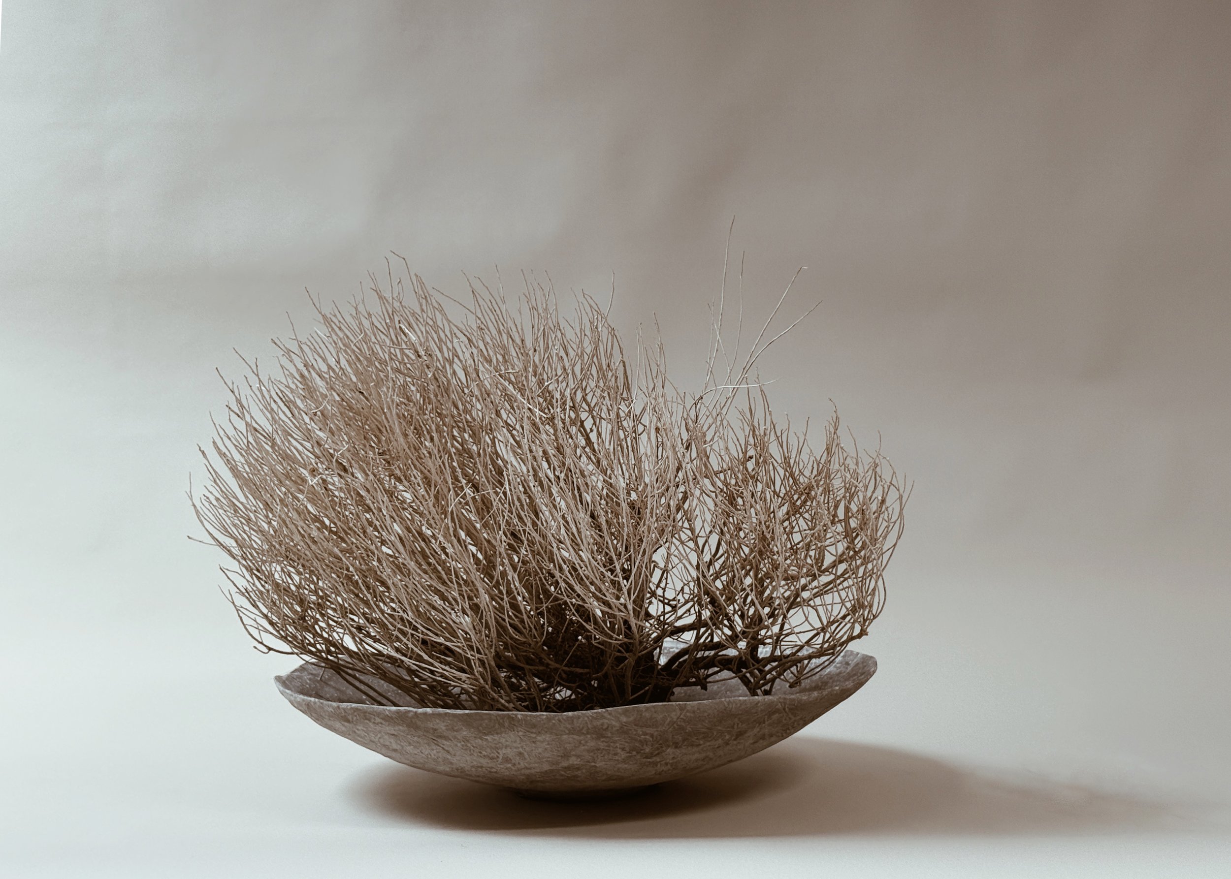 Concrete Shallow Bowl by Kept LA in charcoal styled with a full  dried sagebrush arrangement, showing scale and use as a botanical  display base on neutral background