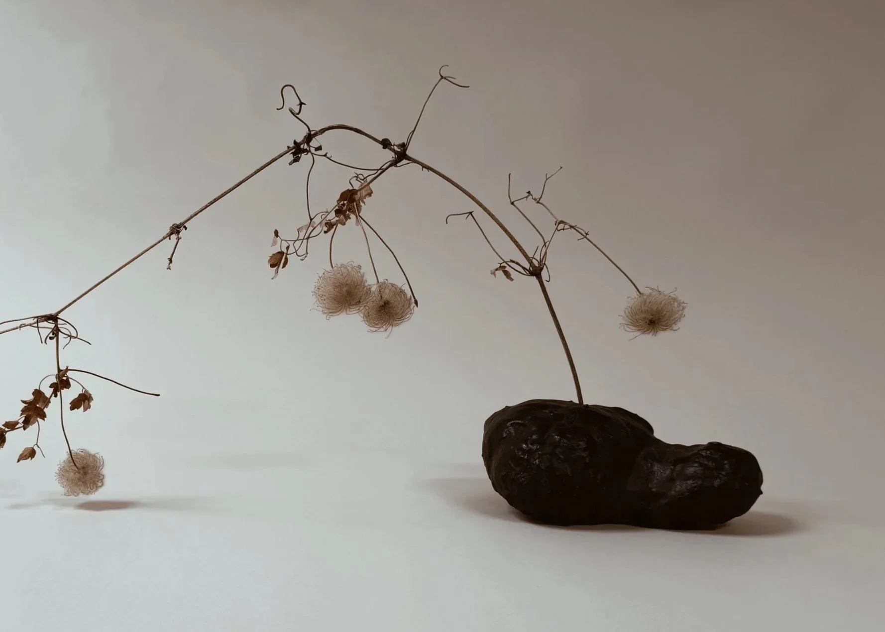 Midnight Specimen Display Rock by Kept LA holding a dried wispy  botanical stem with seed heads in recessed hole, showing near-black  pigment and irregular organic form