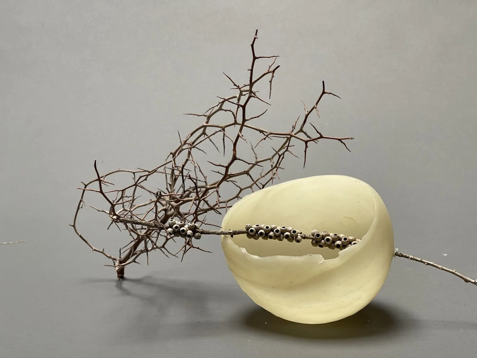 beeswax bowl with botanical specimen