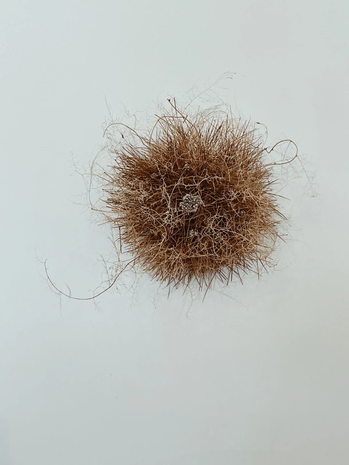 Pine Needle Wall Nest With Pyrite Gems