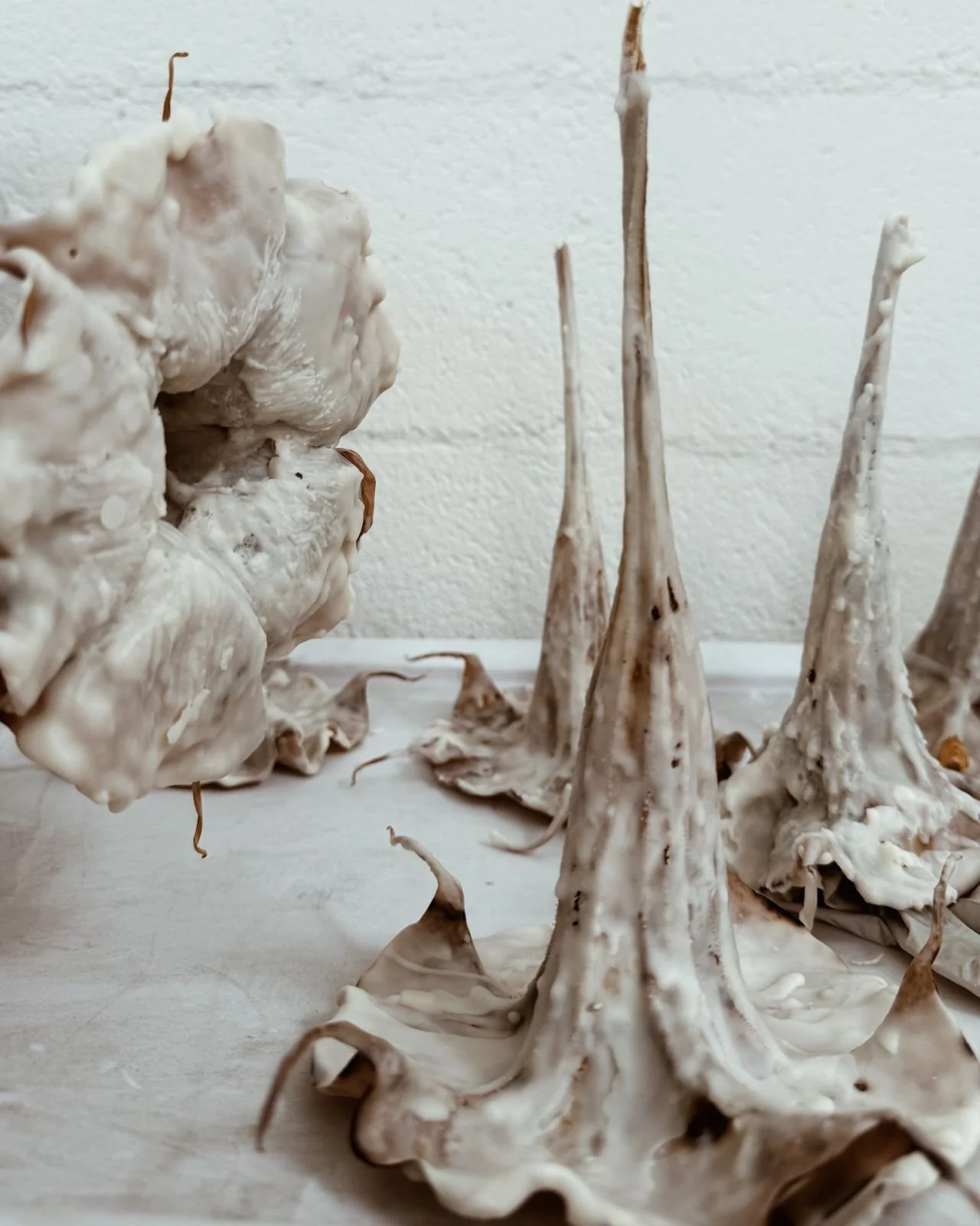 Waxed brugmansia specimens by Kept LA shown alongside dried  waxed botanical stems and leaf forms on white surface, showing  range of preserved natural materials