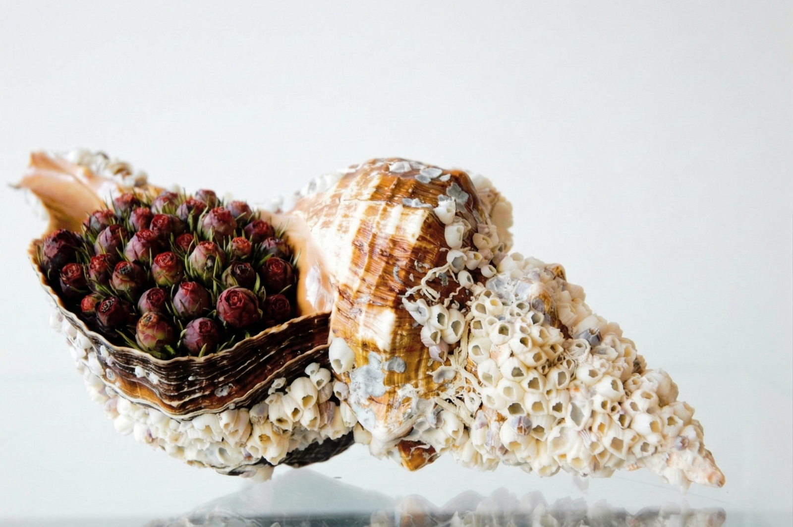 barnacle shell object with floral