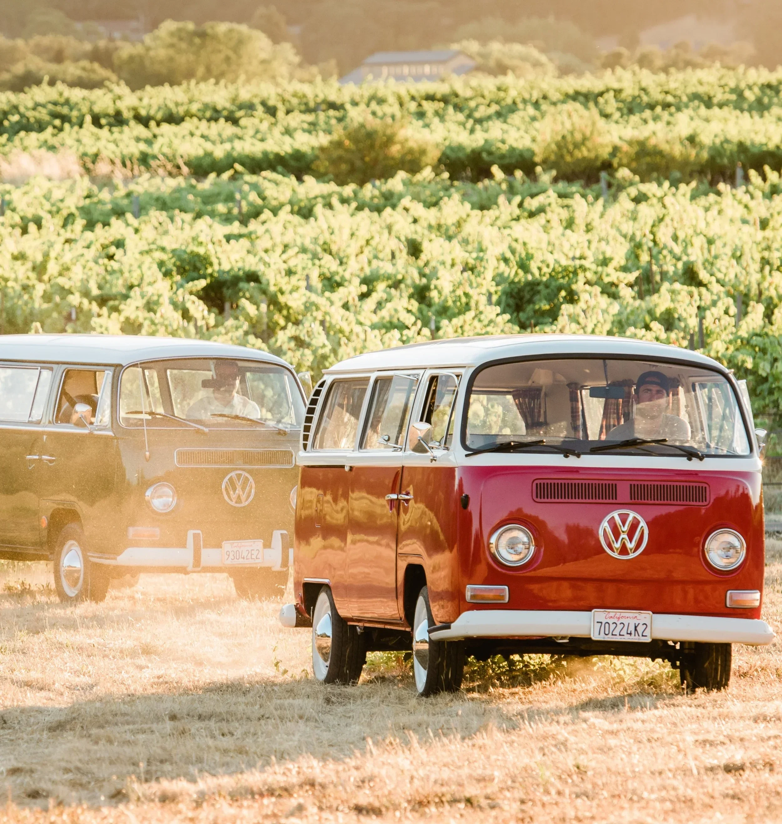 Two vintage Volkswagen vans driving through a field of crops with lush green foliage in the background, during sunset.