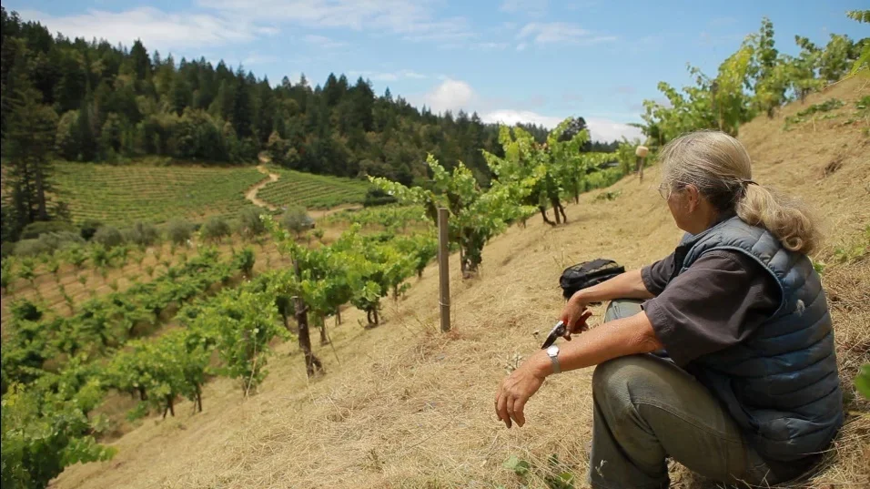 An elderly woman with gray hair tied in a ponytail, wearing glasses, a black vest, and gray pants, sitting on a hillside beside grapevines on a vineyard, overlooking a lush green landscape with trees and hills in the distance.
