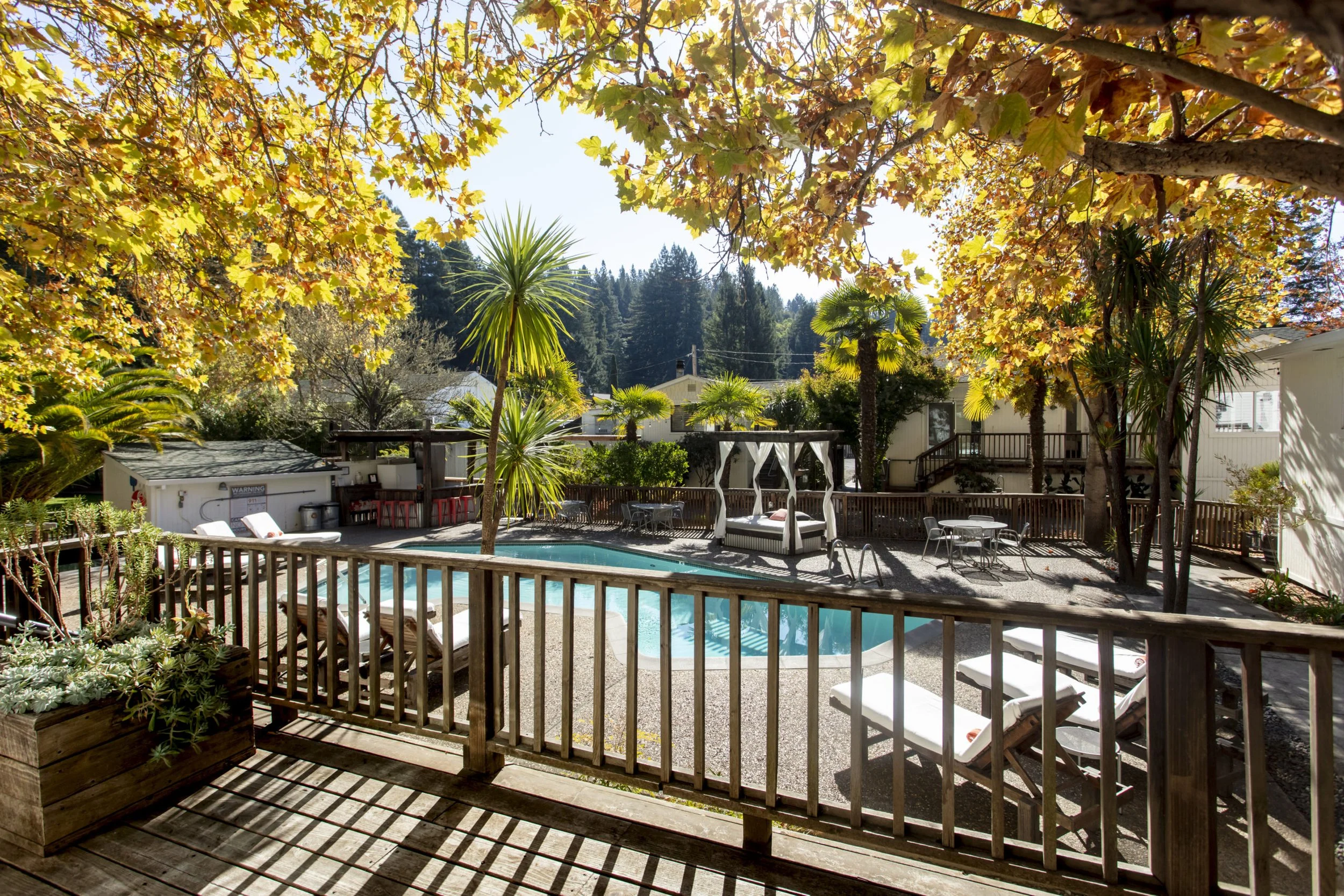 Backyard with swimming pool surrounded by lounge chairs, trees with autumn leaves, and patio furniture under a pergola, with houses and trees in the background.