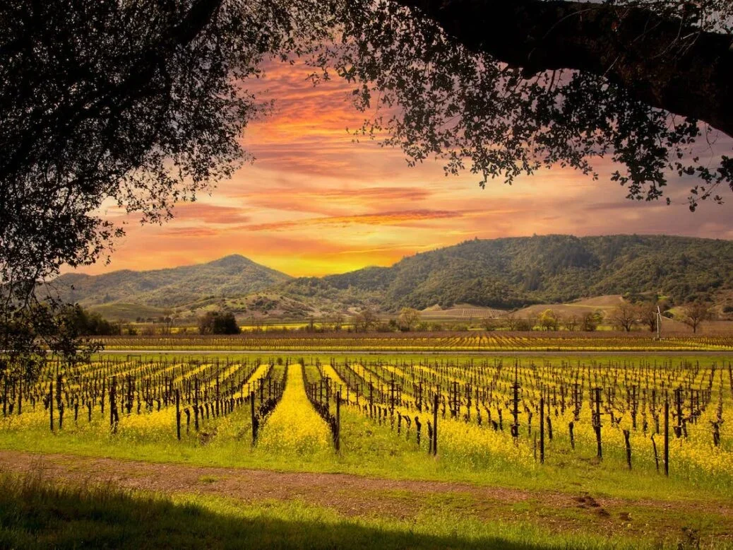 Sunset over a vineyard with rows of grapevines, framed by tree branches, overlooking rolling hills and mountains.