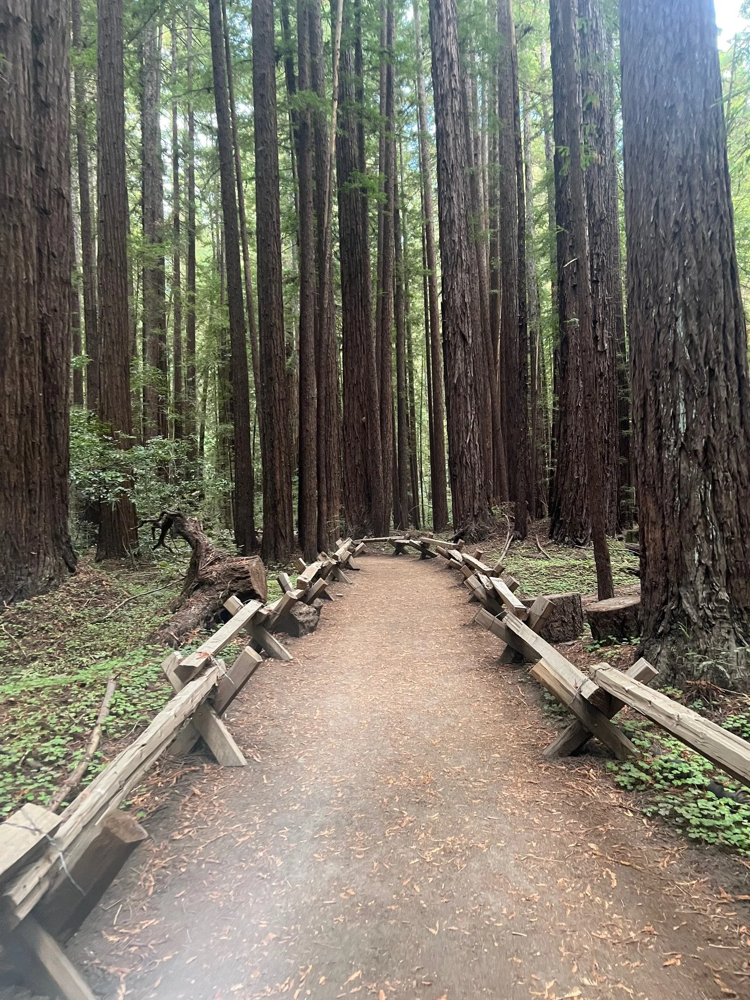 A dirt trail in a dense forest of tall redwood trees with wooden railings along the path.