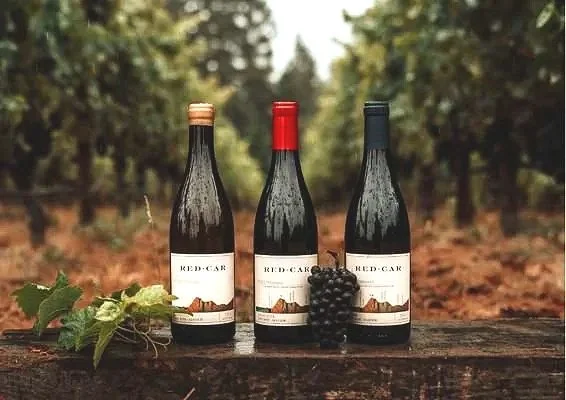 Three bottles of red wine on a wooden surface outdoors with a background of trees and leaves, accompanied by a bunch of blackberries and a vine.