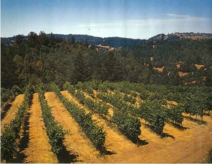 Vineyard with rows of grapevines in a hilly landscape under a clear blue sky.