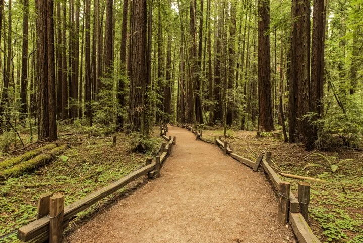 A dirt trail through a dense green forest with tall trees and a wooden fence along the path.