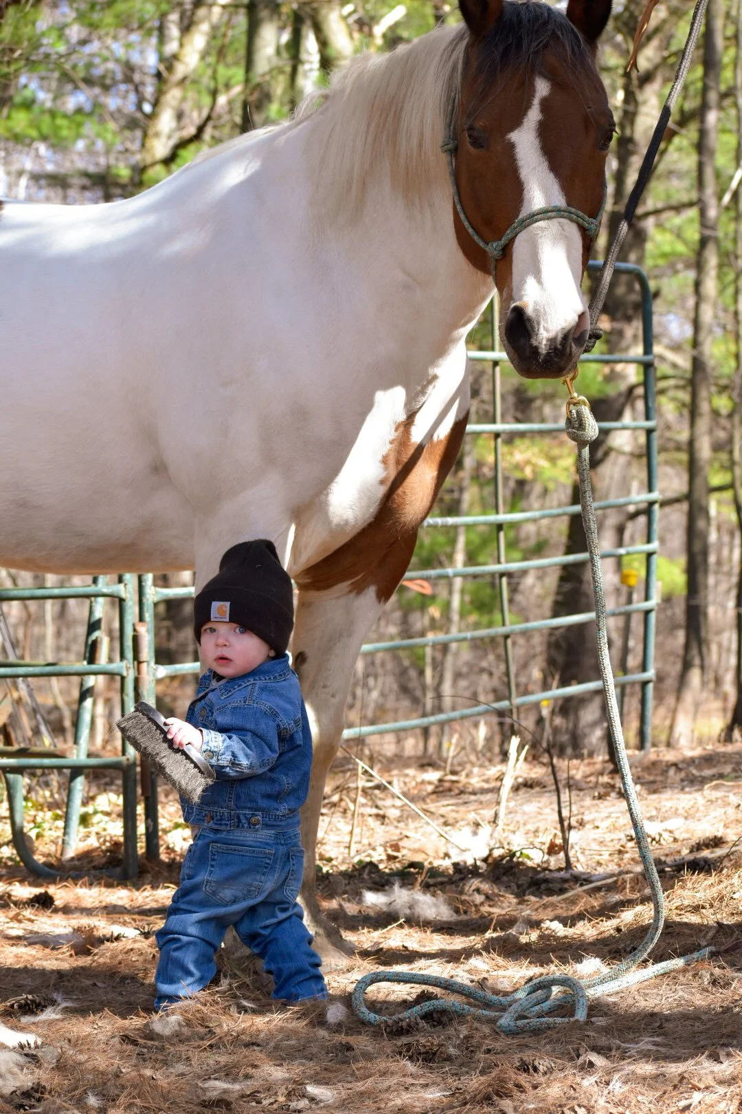 A young child wearing a black hat and denim jacket standing near a large white and brown horse outdoors, holding a grooming brush. The scene is set in a wooded area with a metal fence in the background.