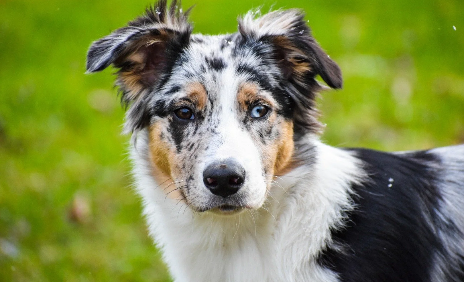 Close-up of an Australian Shepherd dog with blue eyes, black, white, and merle coat, in a grassy outdoor setting.