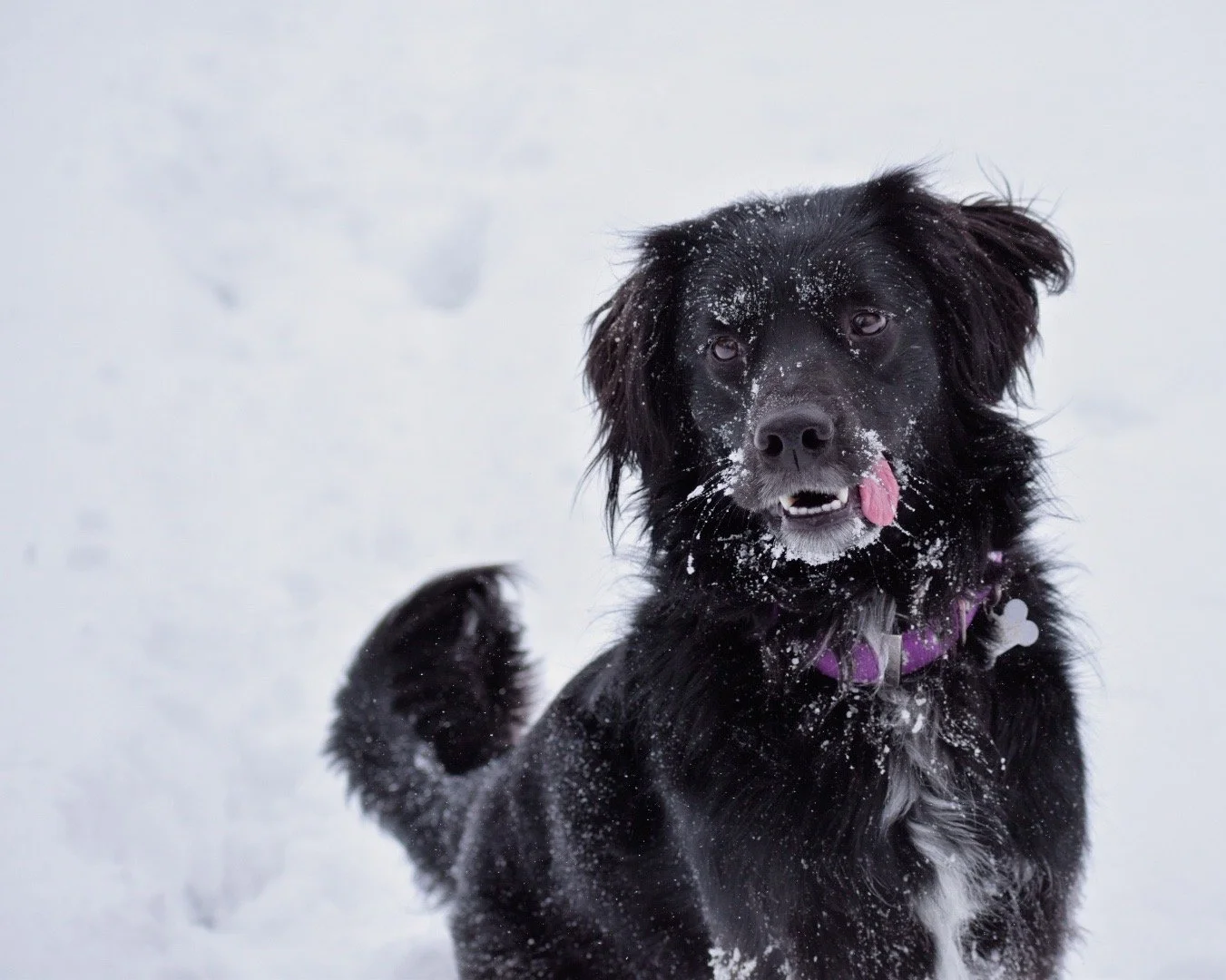 A black dog with a purple collar playing in the snow, with snow on its face and tongue sticking out.