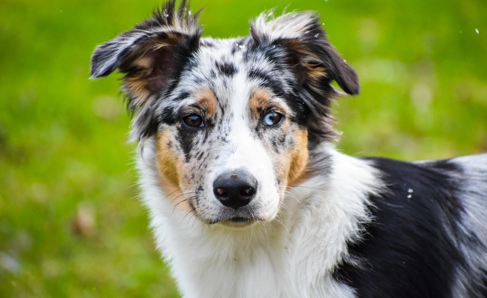A merle Australian Shepherd dog with striking blue eyes standing on grass.