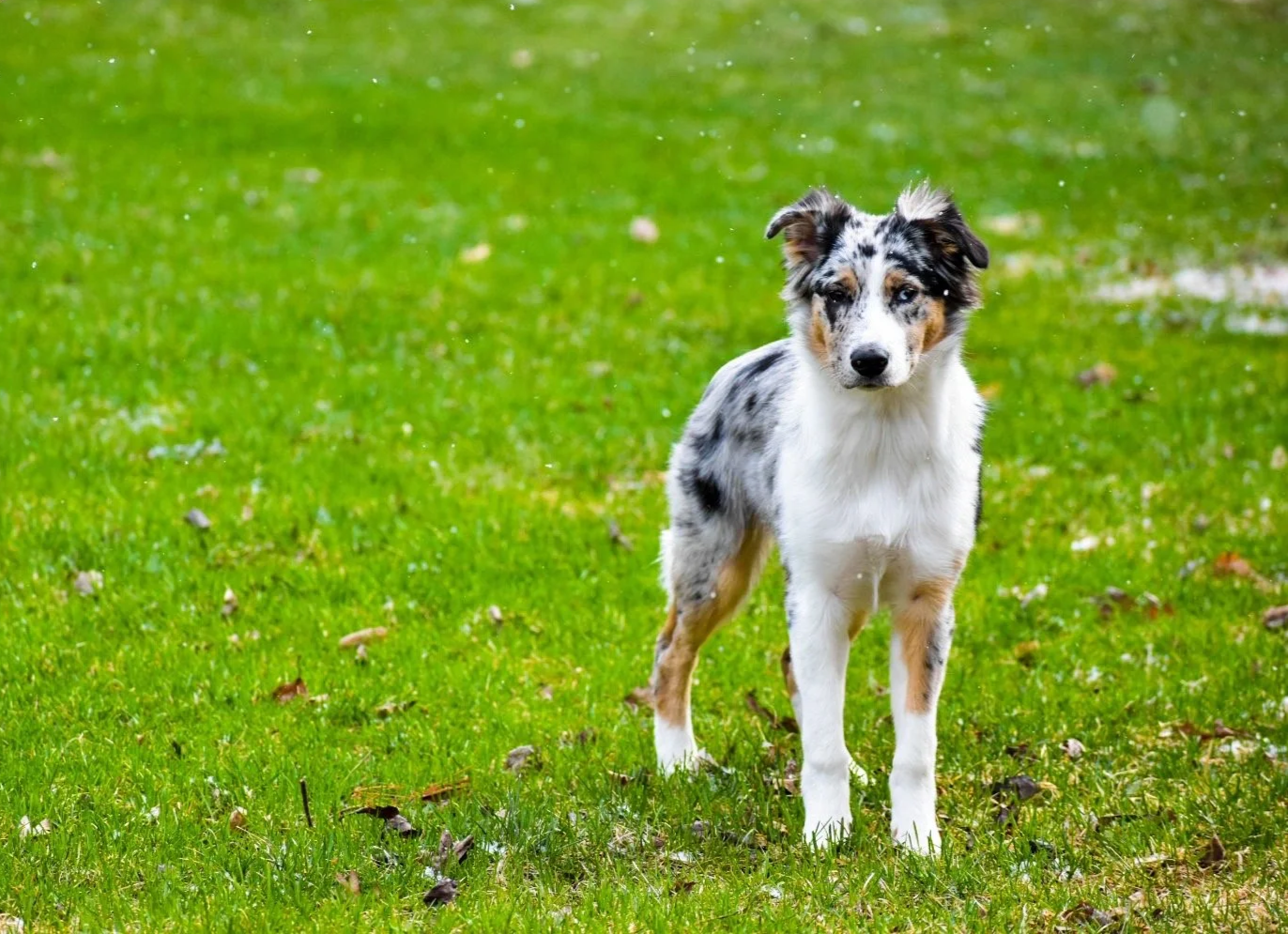 A young dog with a merle coat stands on wet grass in a park or yard, with gentle rain falling.
