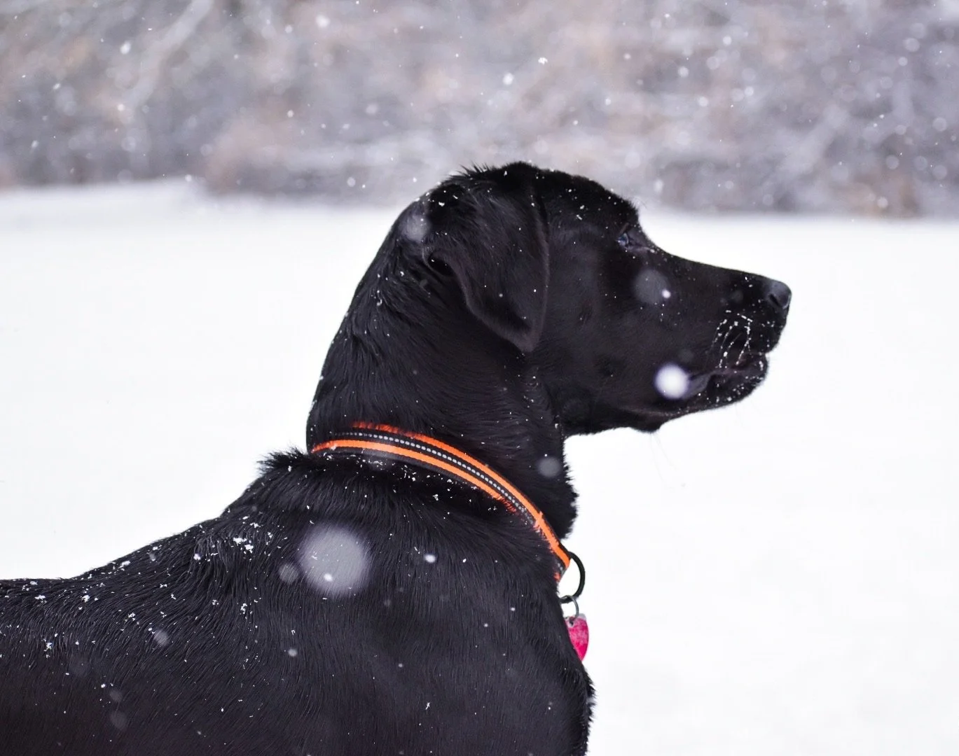 Black Labrador retriever dog with an orange collar standing in the snow, snowflakes falling around it, profile view.