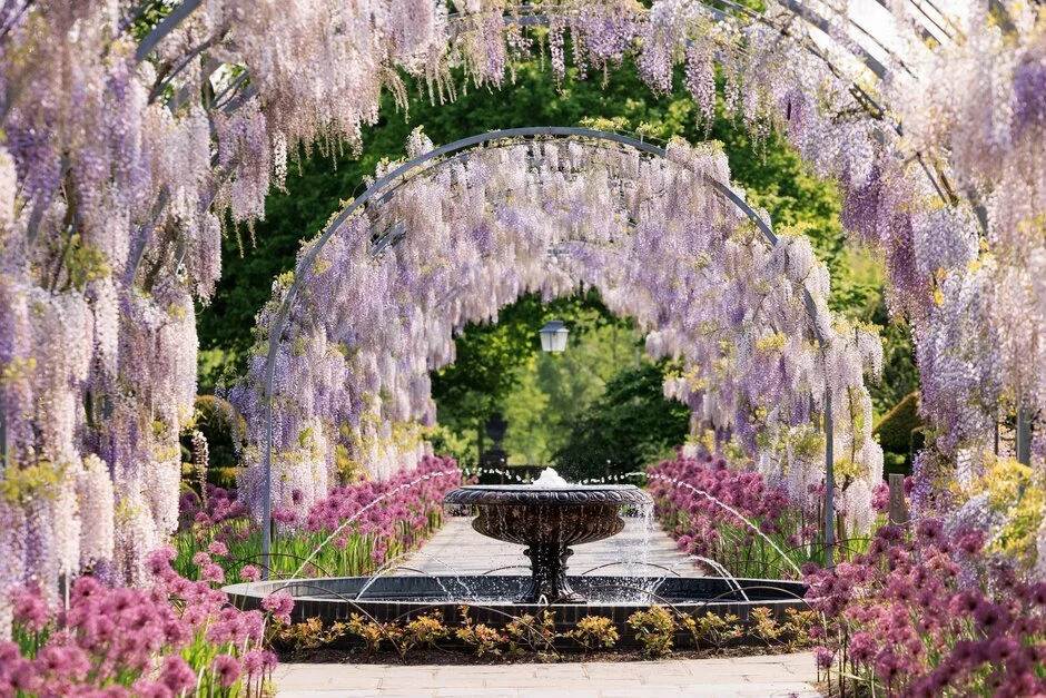 The Royal Horticultural Society (RHS)