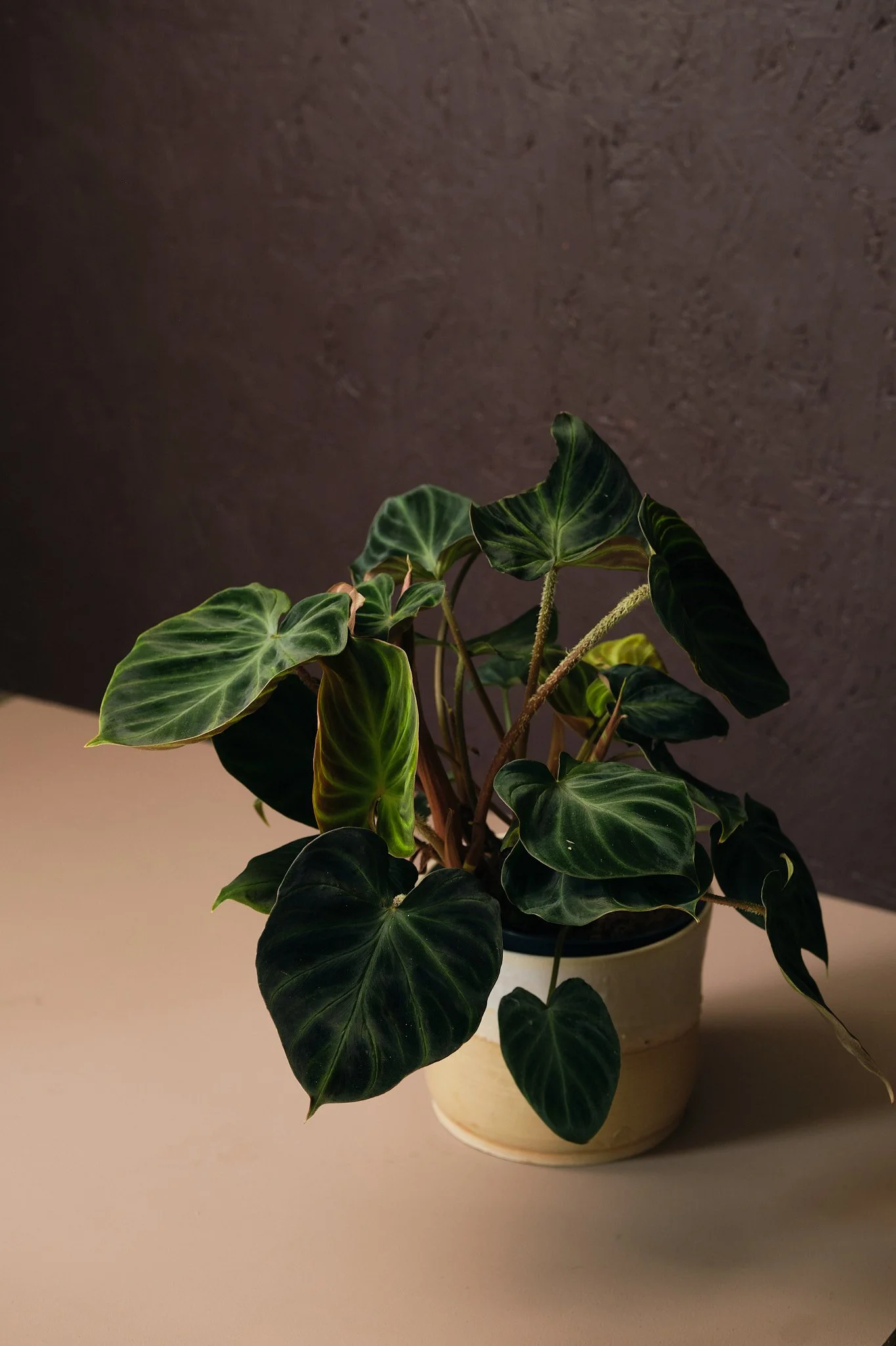 Forest | Plant & Lifestyle 