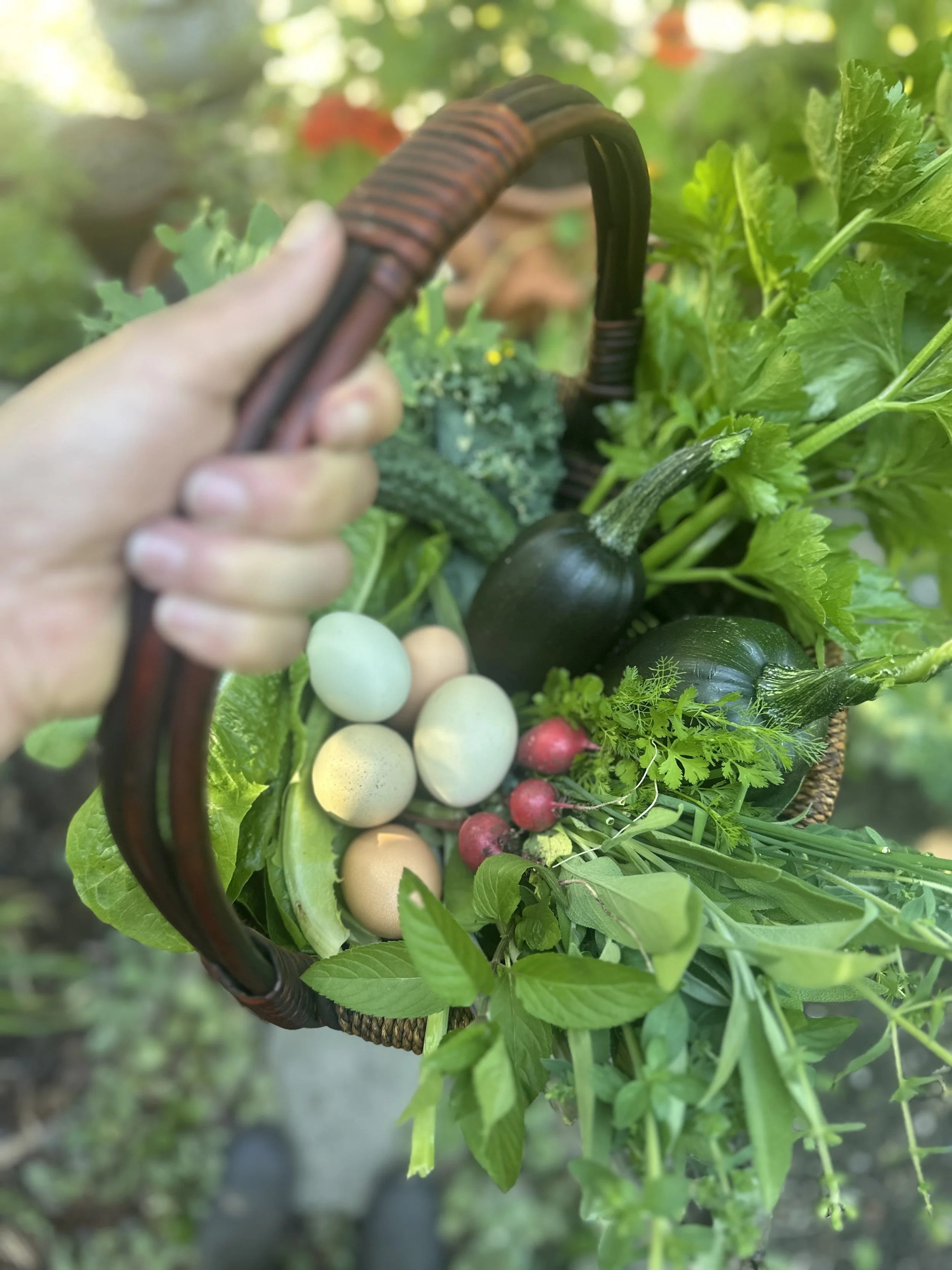 What I’m Growing in my Garden this Season (and Why)