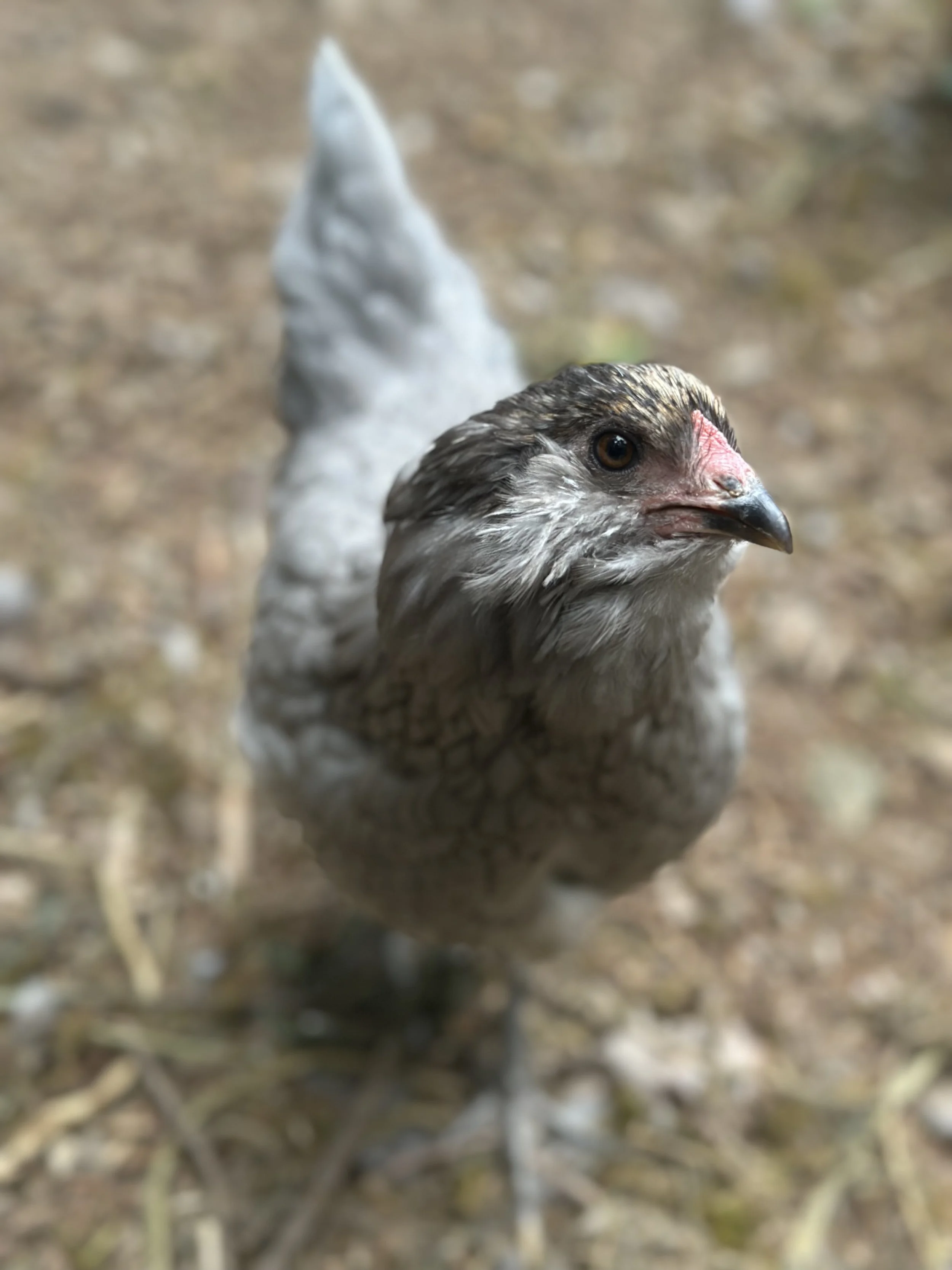 Raising Laying Chickens (A Surprisingly Easy Daily Rhythm)