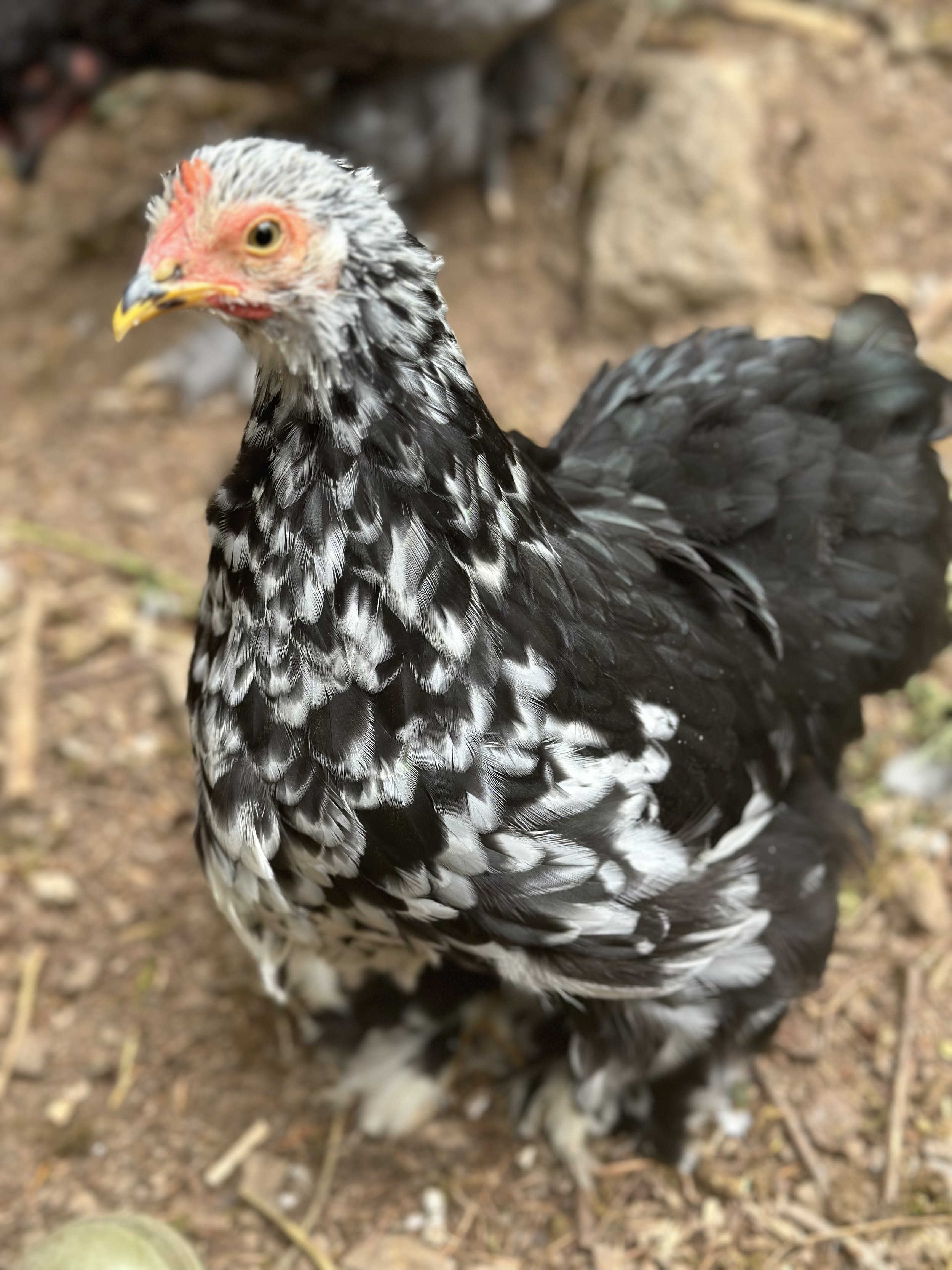Chicken - bantam
