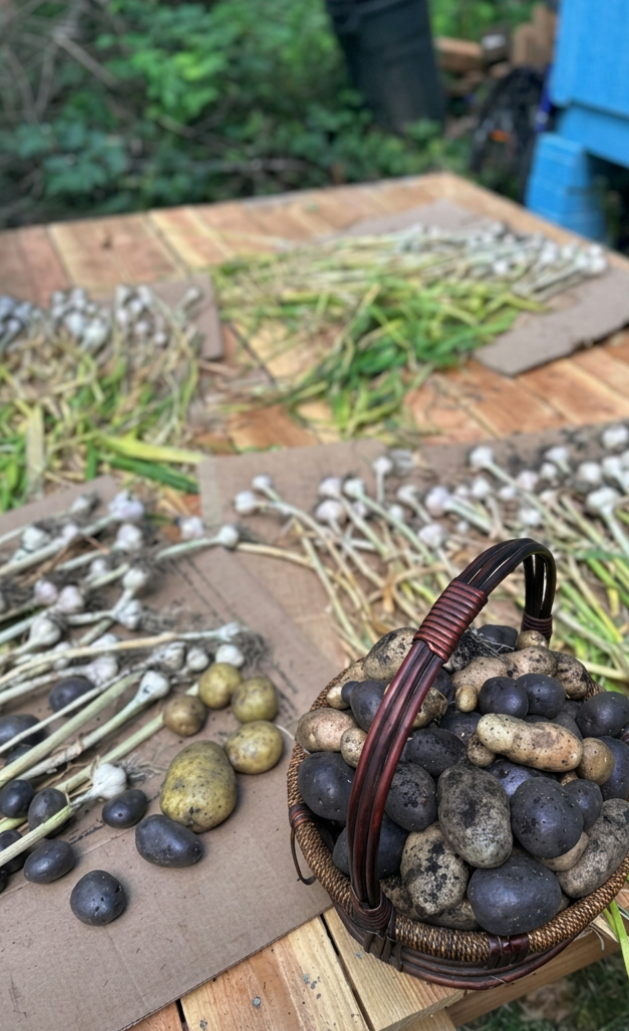 Garlic & potato harvest