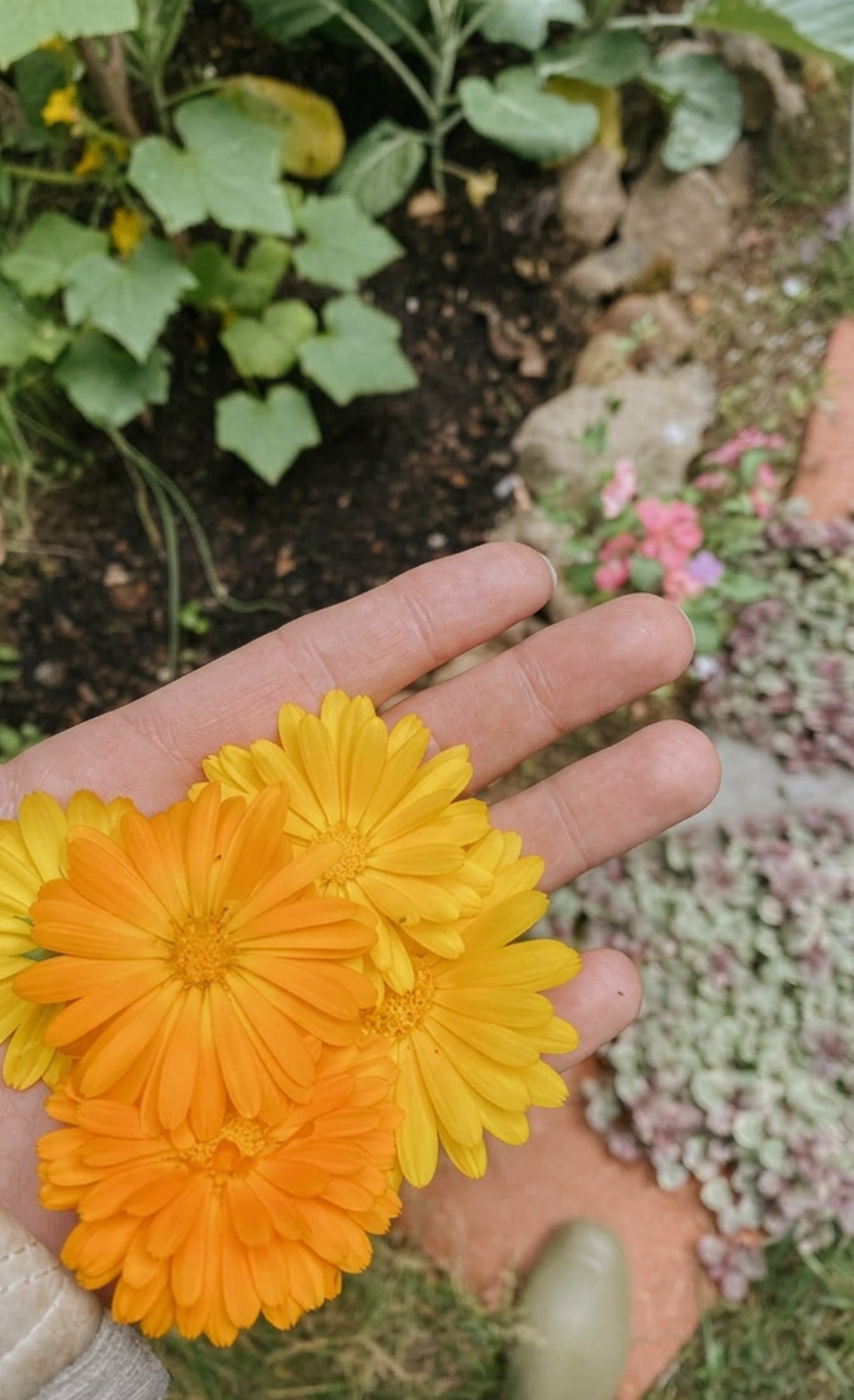 Person holding a bunch of orange and yellow flowers in a garden with green plants and pink flowers in the background.
