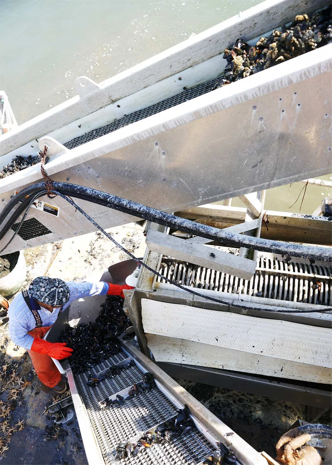 ShellfishProcessing.jpg