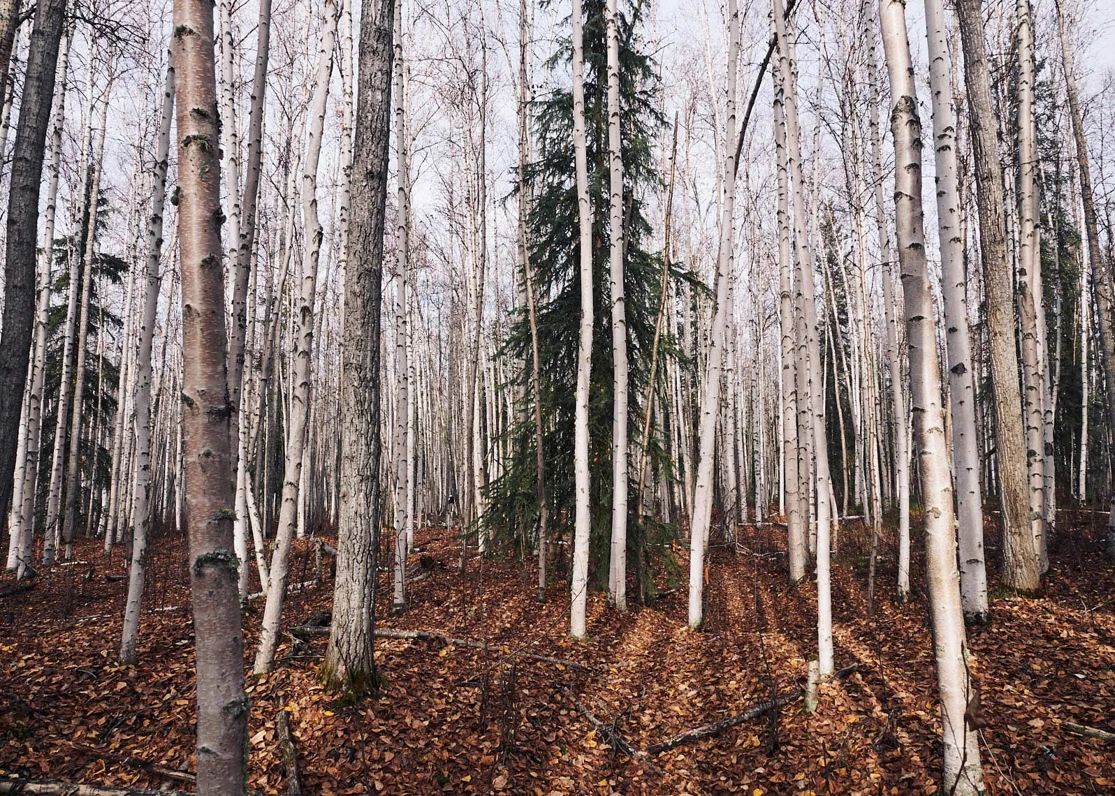 StoryVessel_Boreal-Forest.jpg