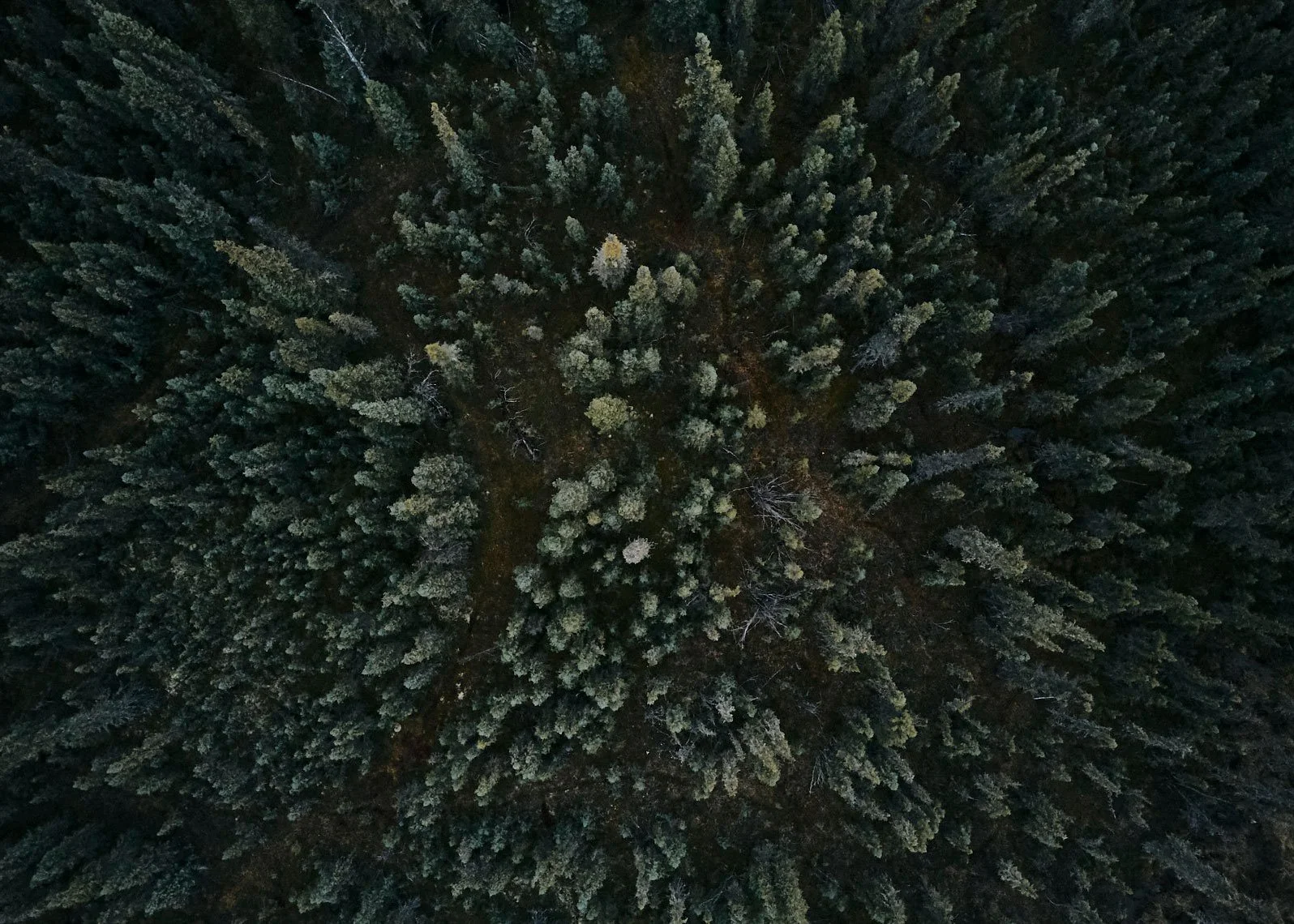 StoryVessel_PingoScience_BorealForest.jpg