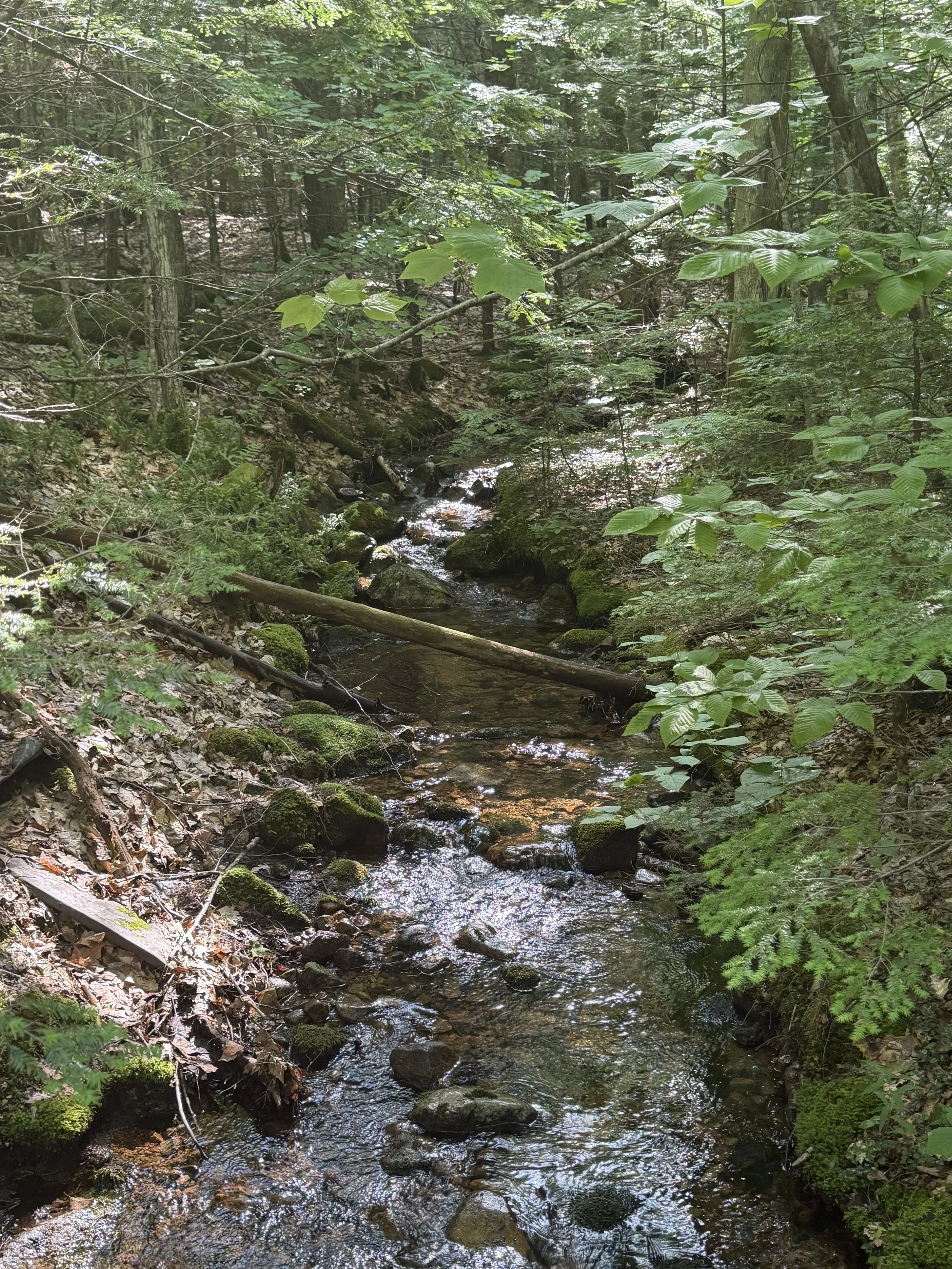 NewHampshire19.jpg