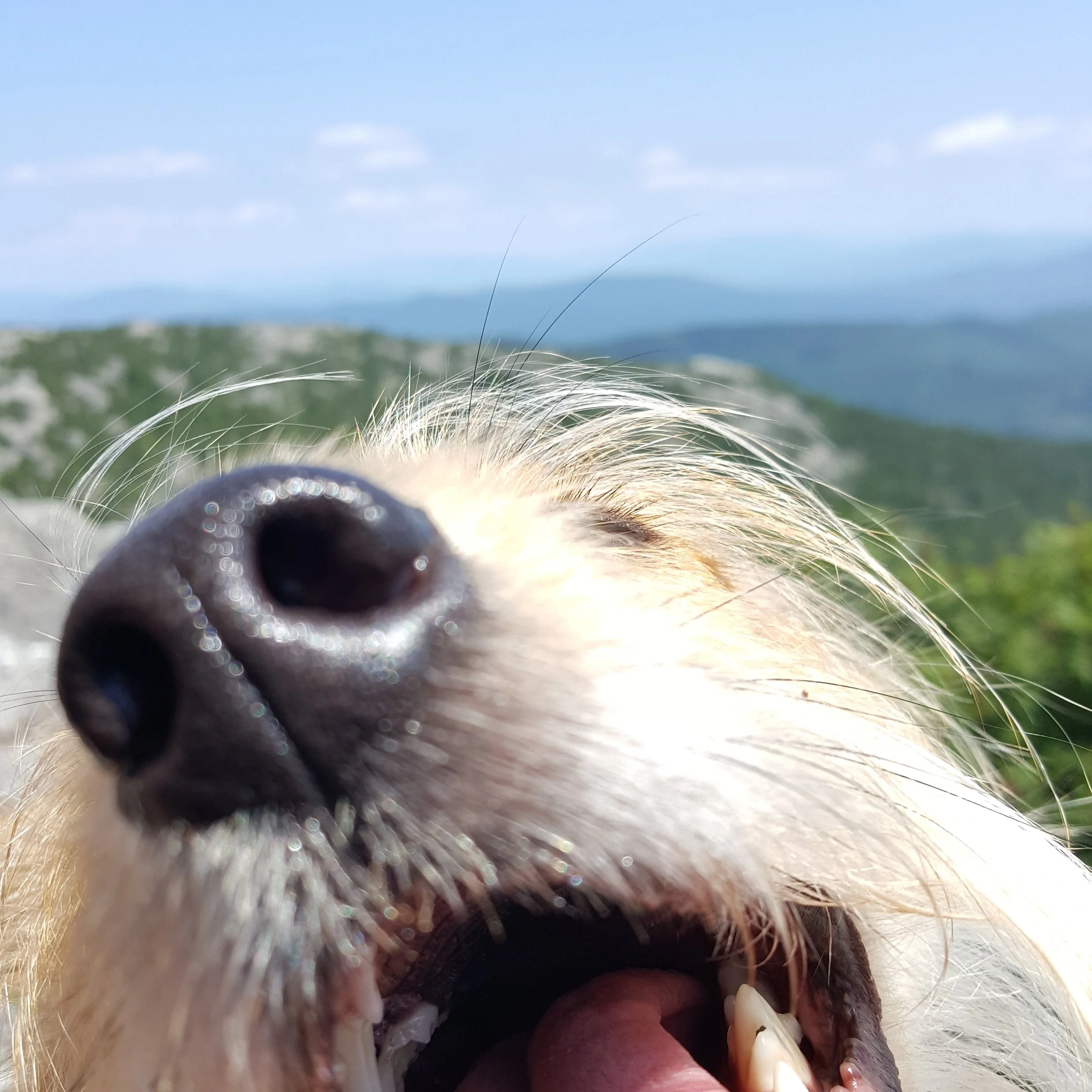 Extreme close up of happy dog snout.