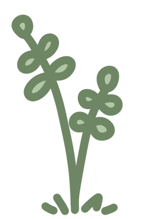 A simple Green leafy plant with multiple leaves and a thin stem.