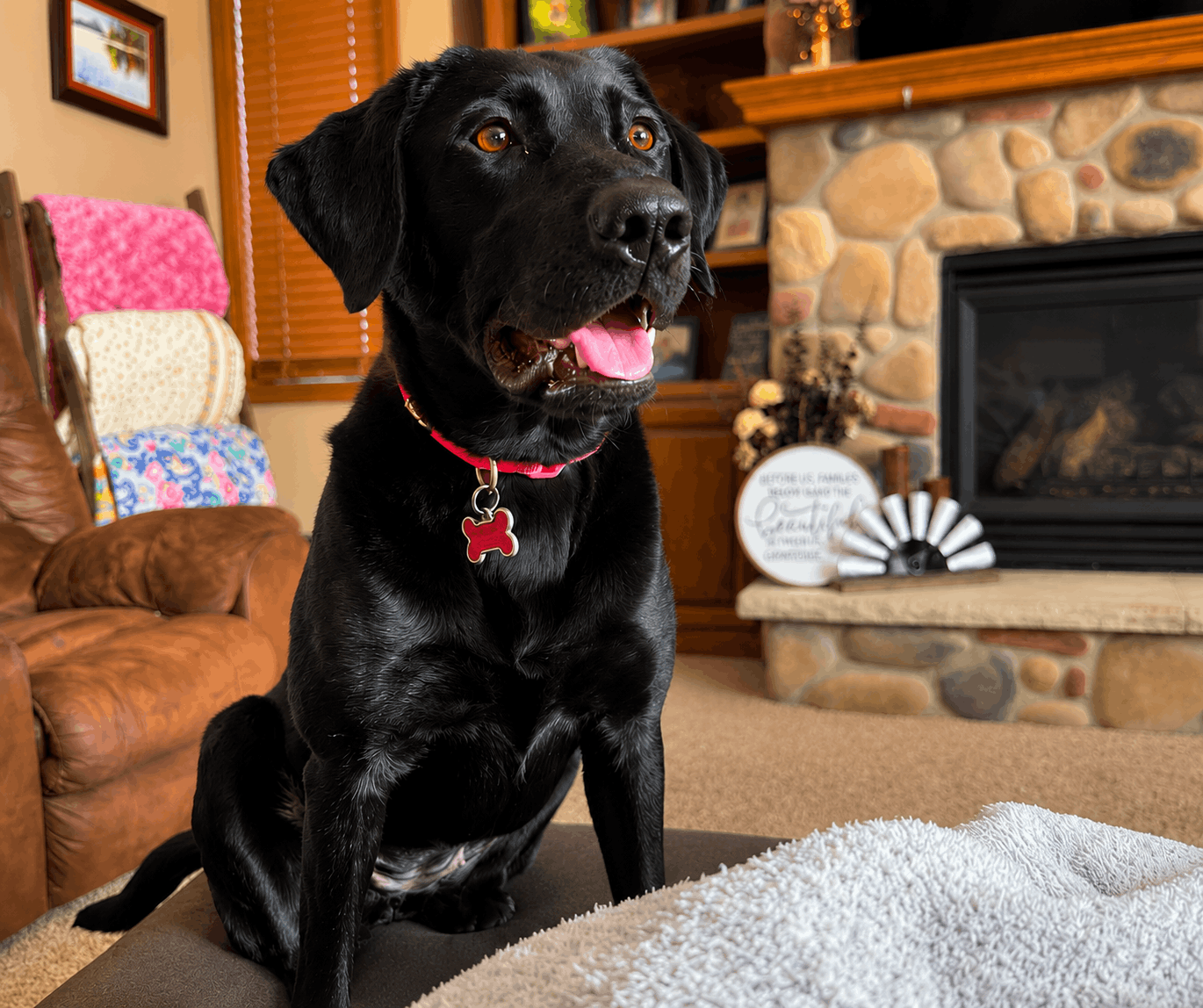 Calm black Labrador demonstrating relaxed household behavior after in-home dog training with Instinctive Canine.