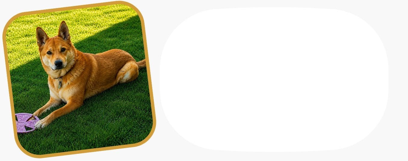 Calm mixed-breed dog lying in the grass outdoors.