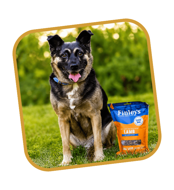 Happy dog sitting outdoors next to a bag of Finley’s lamb dog treats.