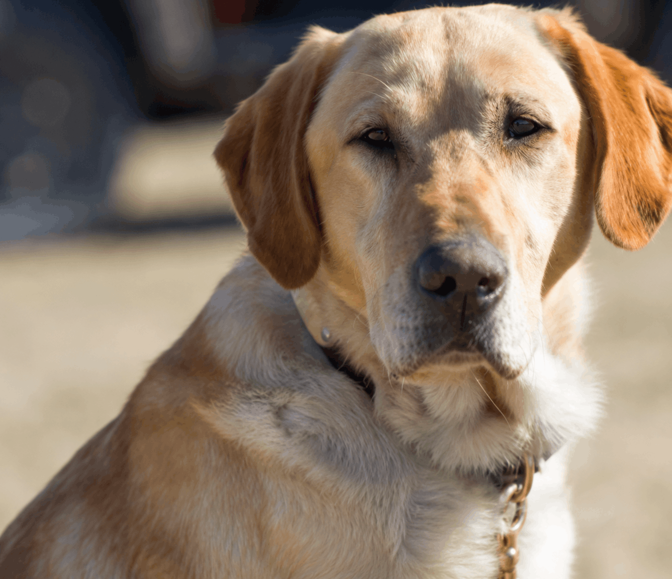 Calm Yellow Labrador Retriever displaying confidence, attentiveness, and a relaxed temperament after structured dog training.