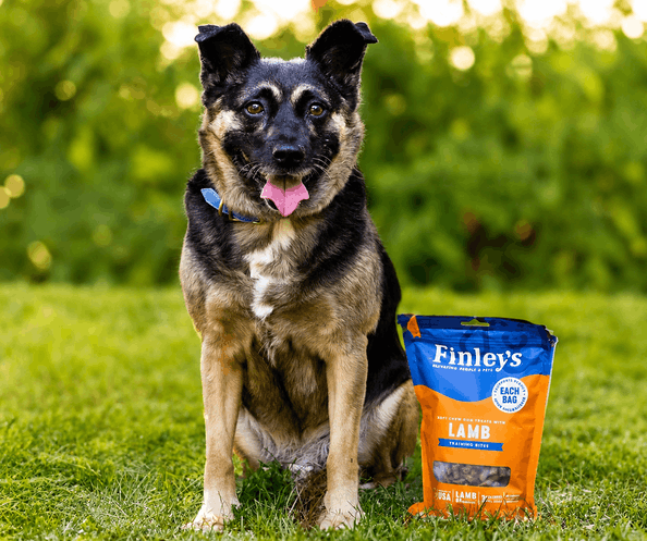 Balanced dog calmly sitting beside a bag of training treats during an Instinctive Canine obedience photo shoot.