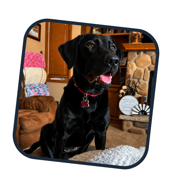 Black Labrador sitting calmly inside the home during an in-home dog training session.