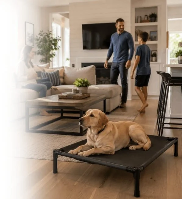 Yellow Labrador calmly holding place on an elevated dog bed while the family moves around the home.