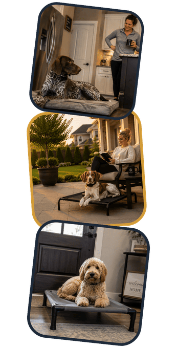 Dogs calmly holding place on dog beds while their owners relax at home, demonstrating reliable in-home dog training.