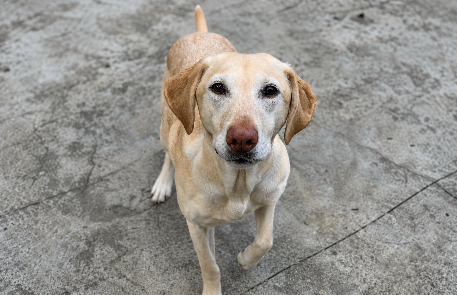 Yellow Labrador standing attentively and making eye contact during a professional dog training session.