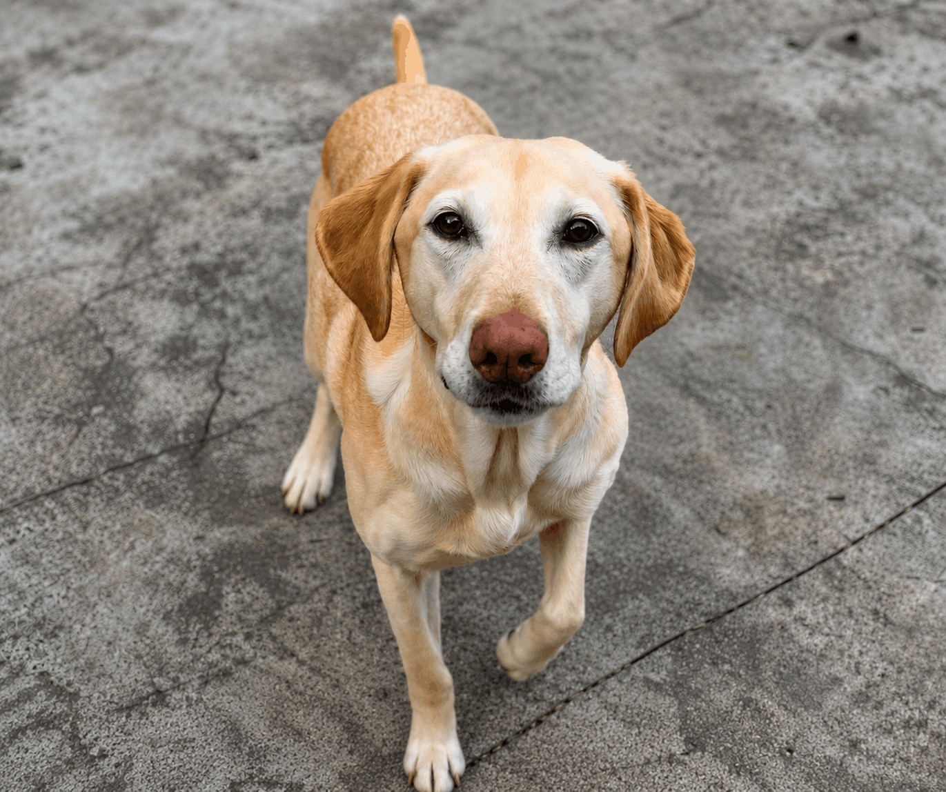 Yellow Labrador maintaining eye contact and engagement with its handler during an Instinctive Canine training session.