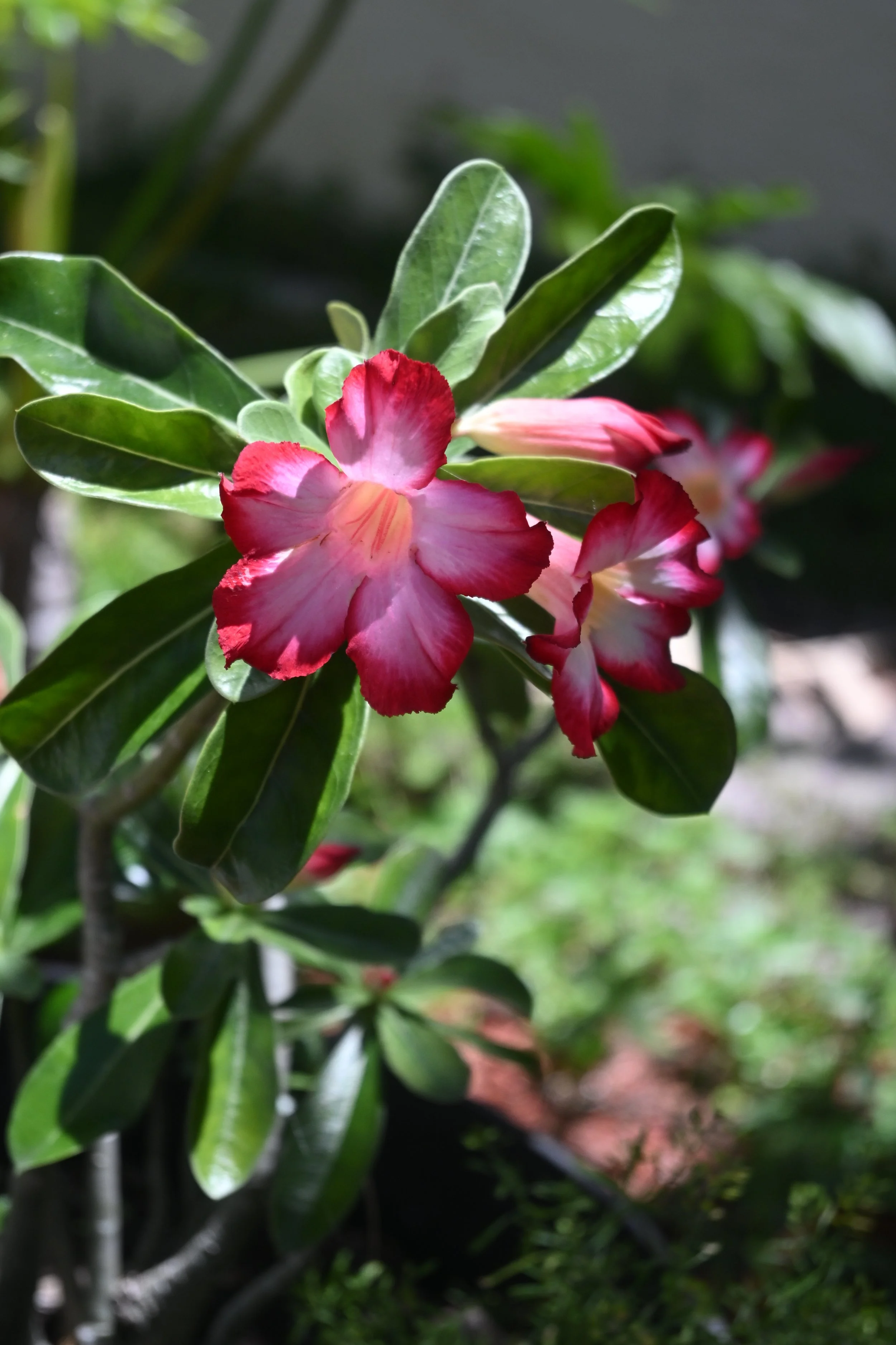 DSC_1942.JPG