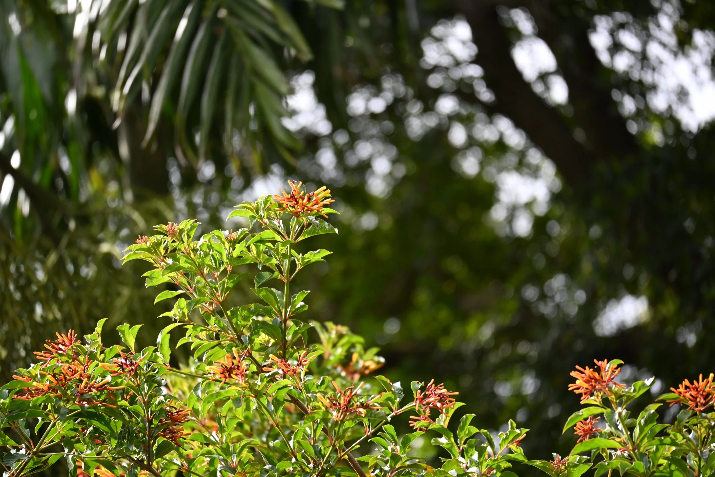 DSC_1755.JPG