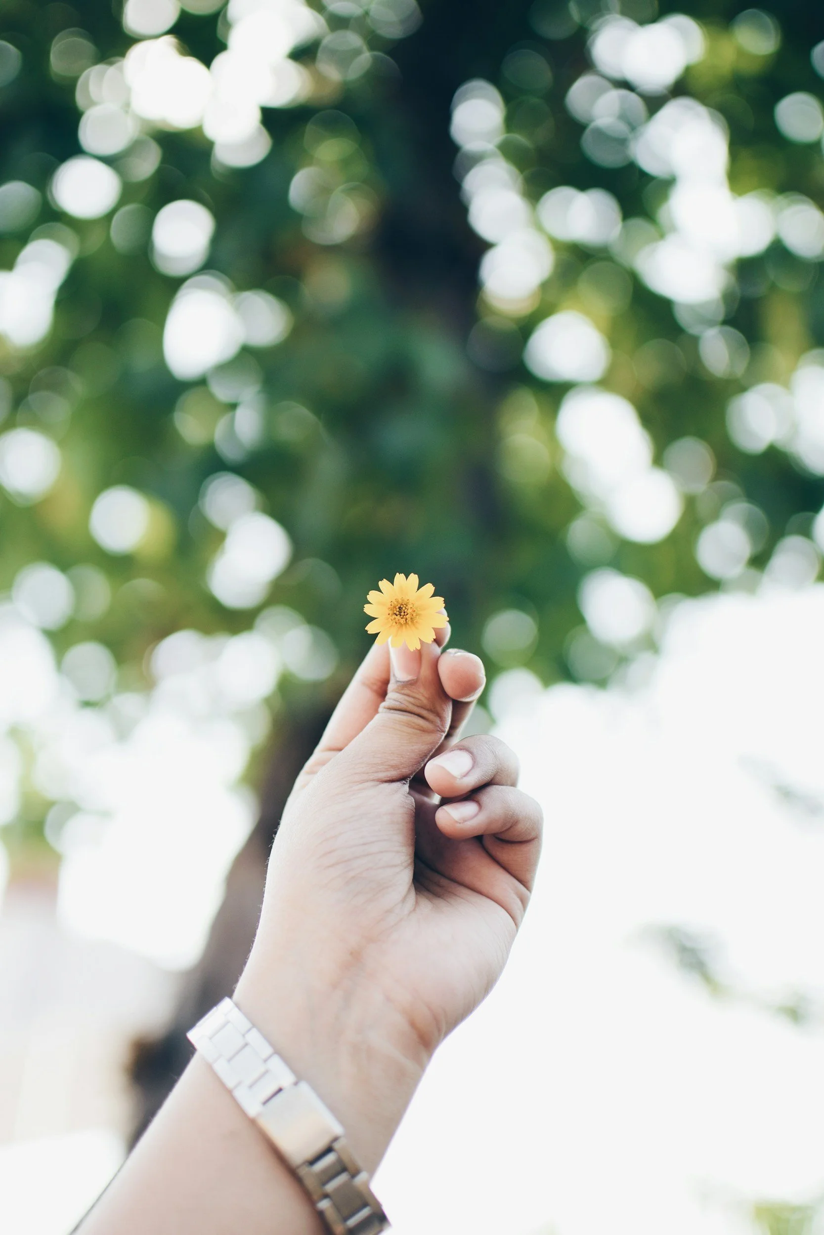 A person holding a small yellow flower with a blurred backdrop of green tree leaves and sunlight.