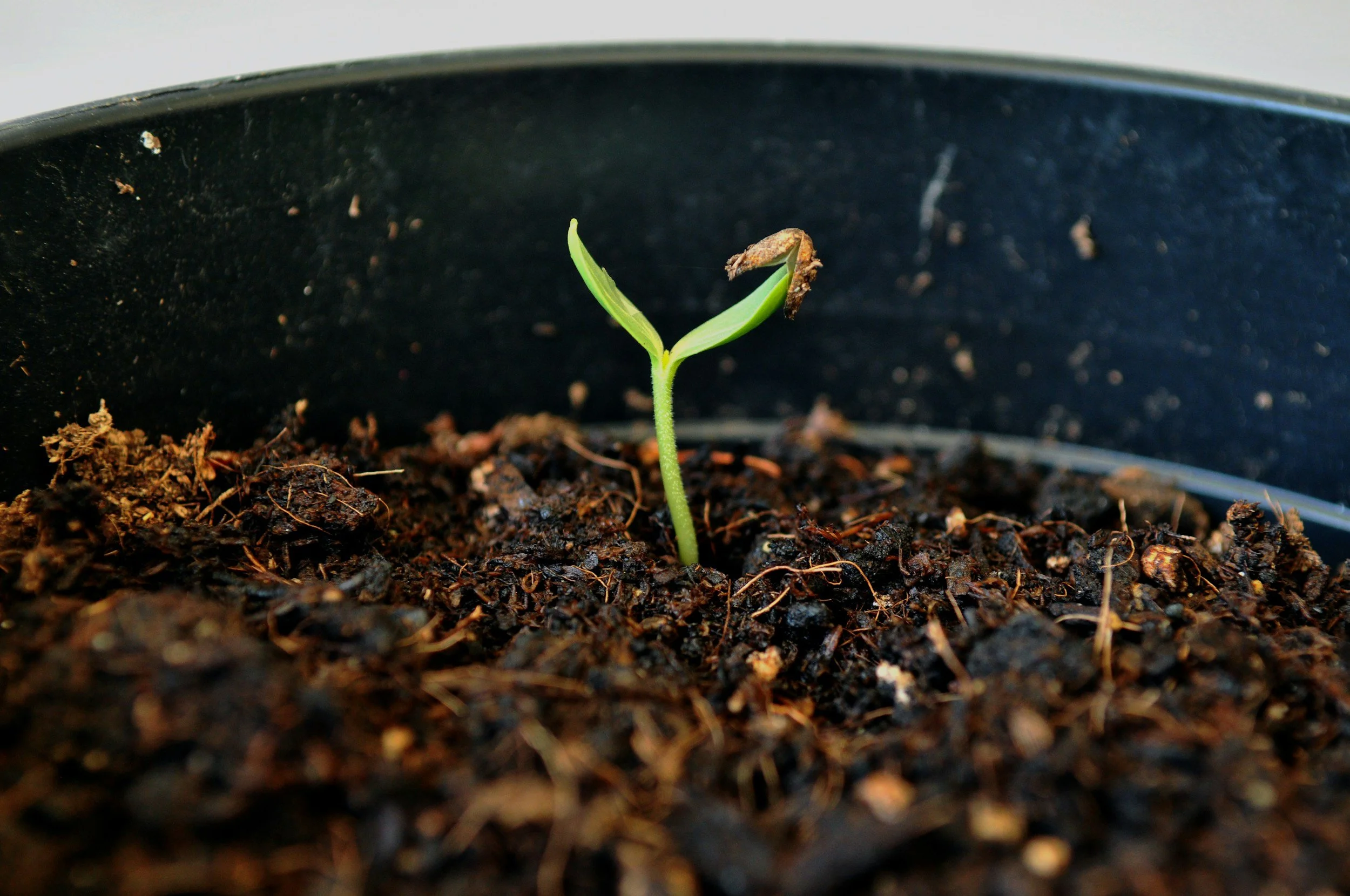 seedling growing despite dirt on it