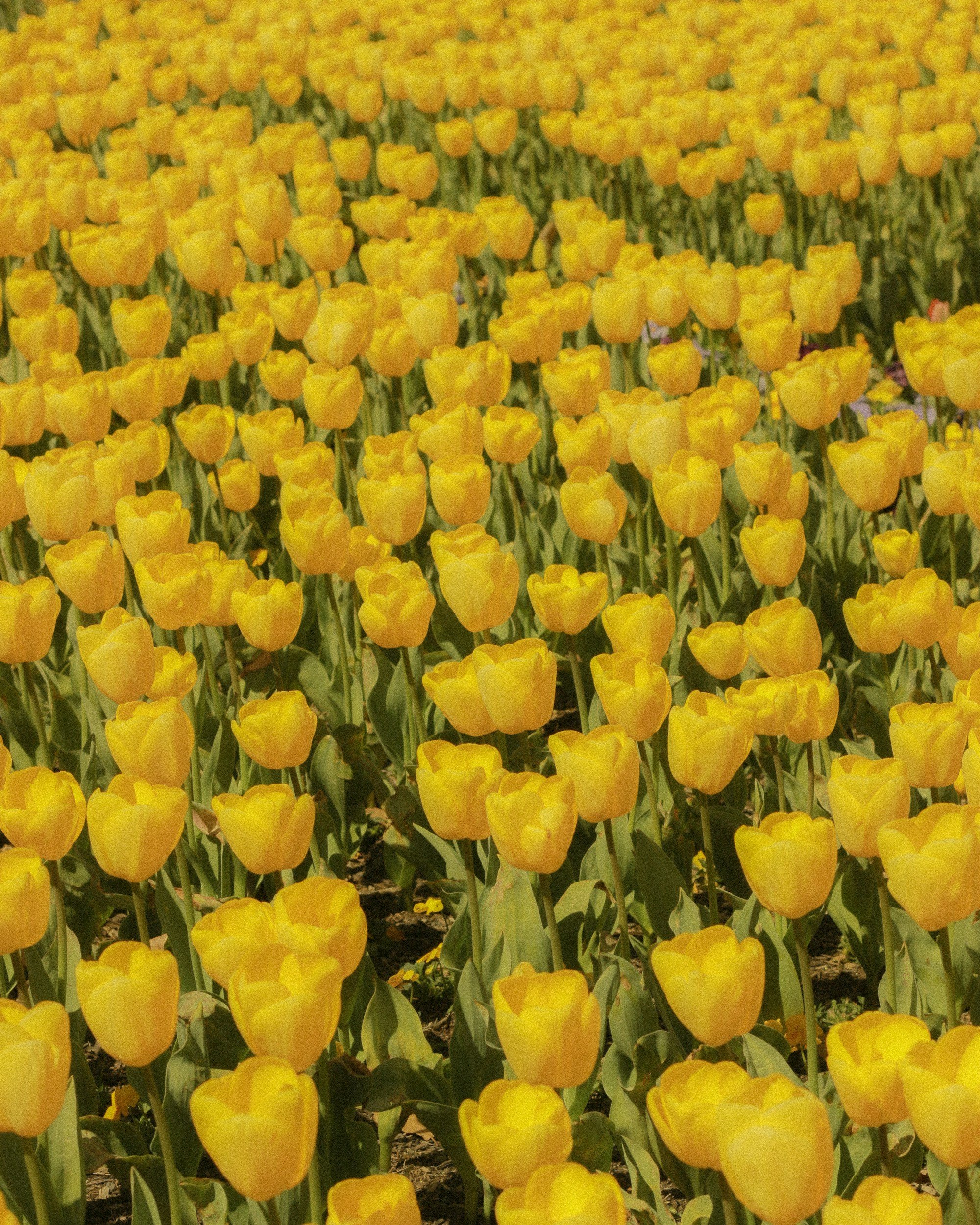 A large field of bright yellow tulips growing in bloom.